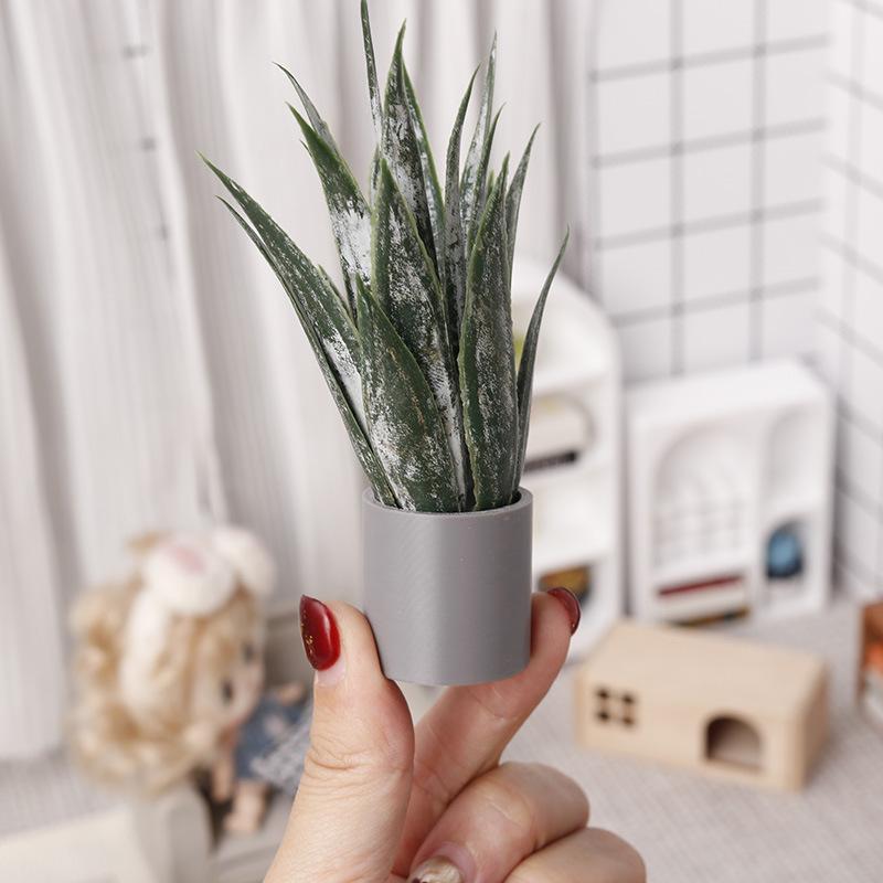 زينة نبات الصبار المصغر في وعا - مراجعة Aloe Vera Pot وسعره