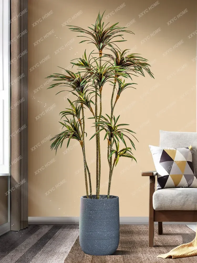 شجرة دراسينا مارجيناتا الاصطنا - مراجعة Dracaena Marginata وسعره