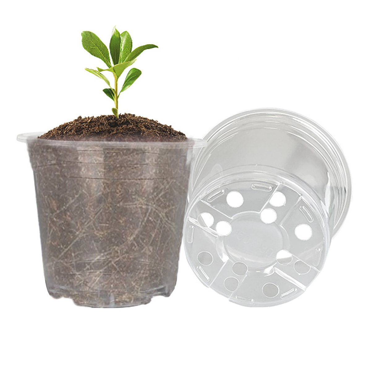5 قطعة 6/7.6/10/13/15 سنتيمتر  - مراجعة Aloe Vera Pot وسعره