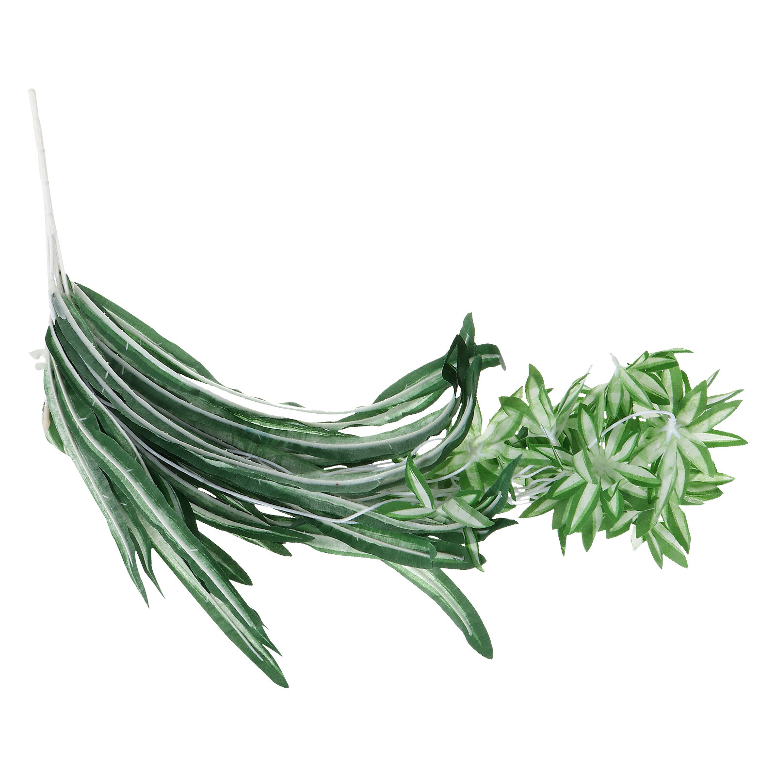 قطعة واحدة من نبات الكلوروفيتو - مراجعة Spider Plant Hanging وسعره