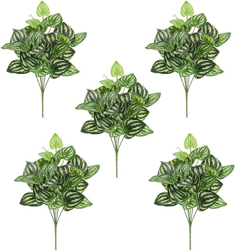 5 قطعة نبات البطيخ Peperomia ا - مراجعة Peperomia Watermelon وسعره