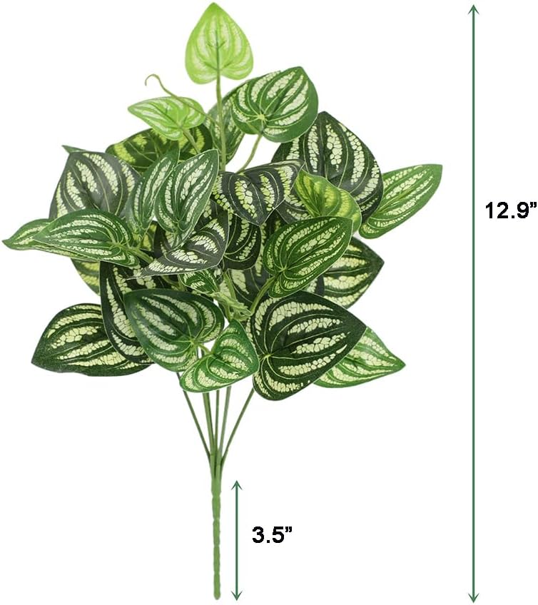 5 قطعة نبات البطيخ Peperomia ا - مراجعة Peperomia Watermelon وسعره